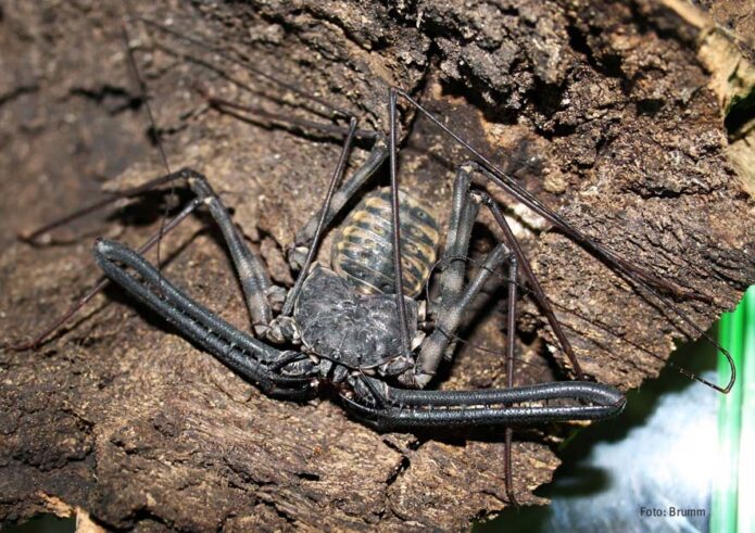 Geißelspinne gehört zu den ältesten Spinnenarten - Artenvielfalt