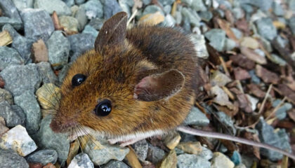 Gelbhaslmaus im Kleingarten