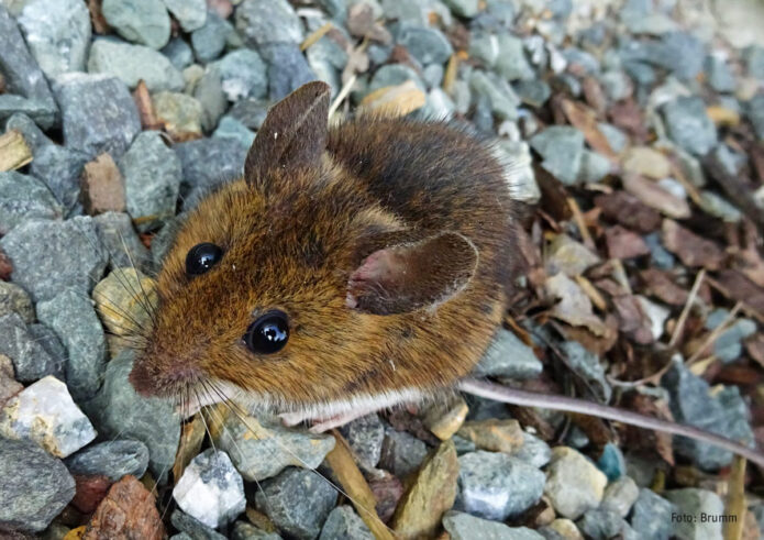 Gelbhaslmaus im Kleingarten