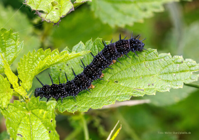 Raupe des Tagpfauenauges