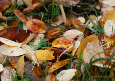 Herbstlaub ist wichtig für Nährstoffkreislauf