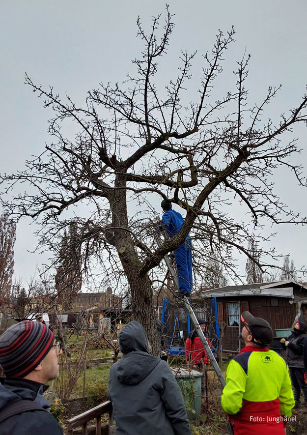 Altbaumschnitt: Fachgerechter Obstbaumschnitt in Kleingärten