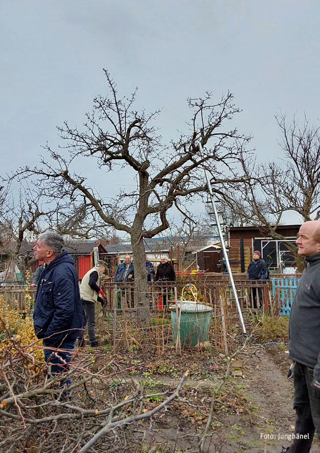 Altbaumschnitt: Fachgerechter Obstbaumschnitt in Kleingärten