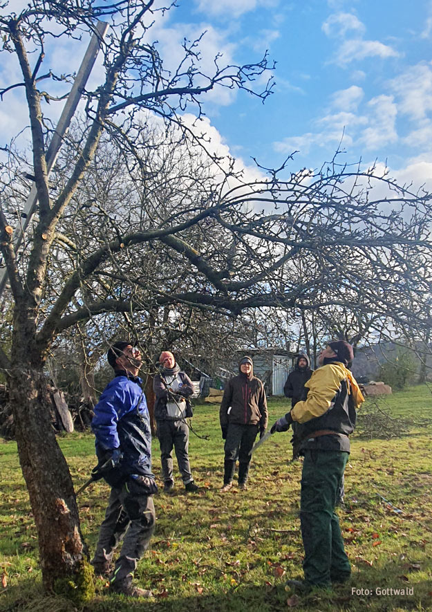 Altbaumschnitt: Fachgerechter Obstbaumschnitt in Kleingärten